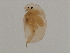  (Acroperus sp. 1 NA - 08PROBE-2135)  @13 [ ] CreativeCommons - Attribution (2008) Unspecified Centre for Biodiversity Genomics
