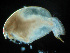  ( - ZMXII-551)  @12 [ ] CreativeCommons - Attribution Non-Commercial Share-Alike (2011) Manuel Elias ECOSUR