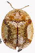  (Aspidimorpha gruevi - CCDB-46111-A07)  @11 [ ] CreativeCommons - Attribution Share-Alike (2024) Hathal M Aldhafer King Saud University, Museum of Arthropods