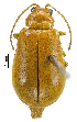  (Aulacophora foveicollis - CCDB-46111-F08)  @11 [ ] CreativeCommons - Attribution Share-Alike (2024) Hathal M Aldhafer King Saud University, Museum of Arthropods