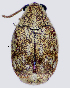  (Bruchidius centromaculatus - CCDB-46112-B03)  @11 [ ] CreativeCommons - Attribution Share-Alike (2024) Hathal M Aldhafer King Saud University, Museum of Arthropods