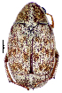  ( - CCDB-46112-B06)  @11 [ ] CreativeCommons - Attribution Share-Alike (2024) Hathal M Aldhafer King Saud University, Museum of Arthropods