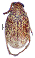  (Bruchidius sp. 3_307SA - CCDB-46112-B07)  @11 [ ] CreativeCommons - Attribution Share-Alike (2024) Hathal M Aldhafer King Saud University, Museum of Arthropods