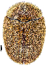  ( - CCDB-46111-A09)  @11 [ ] CreativeCommons - Attribution Share-Alike (2024) Hathal M Aldhafer King Saud University, Museum of Arthropods