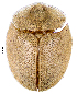  (Cassida sp. 446SA - CCDB-46111-A10)  @11 [ ] CreativeCommons - Attribution Share-Alike (2024) Hathal M Aldhafer King Saud University, Museum of Arthropods