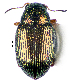  ( - CCDB-46111-B10)  @11 [ ] CreativeCommons - Attribution Share-Alike (2024) Hathal M Aldhafer King Saud University, Museum of Arthropods