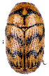  ( - CCDB-46112-F04)  @11 [ ] CreativeCommons - Attribution Share-Alike (2024) Hathal M Aldhafer King Saud University, Museum of Arthropods