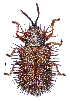  (Dicladispa pallescens - CCDB-46111-C05)  @11 [ ] CreativeCommons - Attribution Share-Alike (2024) Hathal M Aldhafer King Saud University, Museum of Arthropods