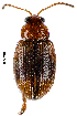  ( - CCDB-46111-C08)  @11 [ ] CreativeCommons - Attribution Share-Alike (2024) Hathal M Aldhafer King Saud University, Museum of Arthropods