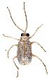  (Galerudolphia - CCDB-46111-C11)  @11 [ ] CreativeCommons - Attribution Share-Alike (2024) Hathal M Aldhafer King Saud University, Museum of Arthropods