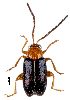  (Luperomorpha arabica - CCDB-46111-D03)  @11 [ ] CreativeCommons - Attribution Share-Alike (2024) Hathal M Aldhafer King Saud University, Museum of Arthropods