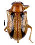  (Microeurydemus sp. 362SA - CCDB-46112-G05)  @11 [ ] CreativeCommons - Attribution Share-Alike (2024) Hathal M Aldhafer King Saud University, Museum of Arthropods