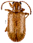  (Oulema infima - CCDB-46111-E01)  @11 [ ] CreativeCommons - Attribution Share-Alike (2024) Hathal M Aldhafer King Saud University, Museum of Arthropods