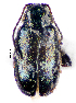  ( - CCDB-46111-H02)  @11 [ ] CreativeCommons - Attribution Share-Alike (2024) Hathal M Aldhafer King Saud University, Museum of Arthropods