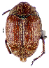  (Spermophagus - CCDB-46112-D04)  @11 [ ] CreativeCommons - Attribution Share-Alike (2024) Hathal M Aldhafer King Saud University, Museum of Arthropods