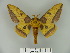  (Eacles camposportoi - BC-CGCM 10.305)  @15 [ ] Copyright (2010) Unspecified Research Collection of Carlos Mielke