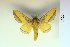  (Mielkesia - BC-CGCM-10.678)  @14 [ ] Copyright (2010) Unspecified Research Collection of Carlos Mielke