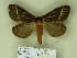  (Kentroleuca dukinfieldi - BC-CGCM 14.718)  @13 [ ] Unspecified (default): All Rights Reserved  Unspecified Unspecified