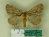  (Kentroleuca brunneategulata - BC-CGCM 15.969)  @13 [ ] Unspecified (default): All Rights Reserved  Unspecified Unspecified