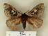  (Dirphiopsis ayuruoca - BC-CGCM 23.069)  @14 [ ] Unspecified (default): All Rights Reserved  Unspecified Unspecified