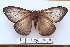  (Ithomisa umbrata - BC-CGCM-23.083)  @11 [ ] Copyright (2010) Unspecified Research Collection of Carlos Mielke