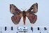  (Hylesia paulex - BC-CGCM-23.131)  @14 [ ] Copyright (2010) Unspecified Research Collection of Carlos Mielke