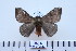  ( - BC-CGCM-23.147)  @14 [ ] Copyright (2010) Unspecified Research Collection of Carlos Mielke