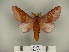  (Megaceresa pulchra - BC-CGCM 23.218)  @14 [ ] Copyright (2010) Unspecified Research Collection of Carlos Mielke