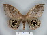  ( - BC-CGCM 23.233)  @14 [ ] Copyright (2010) Unspecified Research Collection of Carlos Mielke
