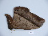 ( - BC-CGCM 23.317)  @12 [ ] Copyright (2010) Unspecified Research Collection of Carlos Mielke