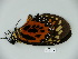  (Pterourus neyi - BC-CGCM 23.399)  @13 [ ] Copyright (2010) Unspecified Research Collection of Carlos Mielke
