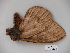  ( - BC-CGCM 23.478)  @12 [ ] Copyright (2010) Unspecified Research Collection of Carlos Mielke