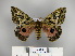  ( - BC-CGCM 23.586)  @14 [ ] Copyright (2010) Unspecified Research Collection of Carlos Mielke