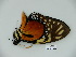  (Pterourus ascolius - BC-CGCM 23.687)  @13 [ ] Copyright (2010) Unspecified Research Collection of Carlos Mielke