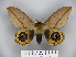  (Leucanella heisleri - BC-CGCM 23.745)  @15 [ ] Copyright (2010) Unspecified Research Collection of Carlos Mielke