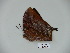  ( - BC-CGCM 23.751)  @12 [ ] Copyright (2010) Unspecified Research Collection of Carlos Mielke