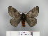  (Hylesia vindex - BC-CGCM 23.905)  @14 [ ] Copyright (2010) Unspecified Research Collection of Carlos Mielke
