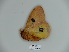  ( - BC-CGCM 23.923)  @13 [ ] Copyright (2010) Unspecified Research Collection of Carlos Mielke