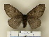  (Hylesia maurex - BC-CGCM 24.433)  @13 [ ] Unspecified (default): All Rights Reserved  Unspecified Unspecified