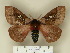  (Dirphiopsis brockmanni - BC-CGCM 24.456)  @13 [ ] Unspecified (default): All Rights Reserved  Unspecified Unspecified