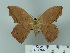  (Oxytenis maranhensis - BC-CGCM 24.998)  @14 [ ] Unspecified (default): All Rights Reserved  Unspecified Unspecified