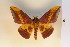  ( - BC-CGCM-8.118)  @13 [ ] Copyright (2010) Unspecified Research Collection of Carlos Mielke