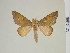  (Adeloneivaia bahiana - BC-DZ-9.868)  @14 [ ] Copyright (2010) Unspecified Research Collection of Carlos Mielke