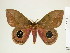 ( - BC-DZ-9.874)  @14 [ ] Copyright (2010) Unspecified Research Collection of Carlos Mielke