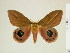  (Pseudautomeris grammivora - BC-DZ-9.896)  @15 [ ] Copyright (2010) Unspecified Research Collection of Carlos Mielke