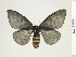  ( - BC-DZ-9.900)  @13 [ ] Copyright (2010) Unspecified Research Collection of Carlos Mielke