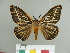 (Kentroleuca lineosa - CGCM40926)  @11 [ ] CreativeCommons - Attribution Share-Alike (2022) Unspecified Research Collection of Carlos G. C. Mielke