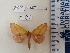  (Ceropoda - 22909.013)  @11 [ ] Copyright (2019) Unspecified Research Collection of Carlos G. C. Mielke