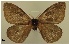  (Dirphia nicolasi - BC-DZ-15.538)  @11 [ ] Copyright (2022) Unspecified Museum National d'Histoire Naturelle, Paris