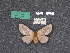  (Jaiba - 21.059)  @11 [ ] By-SA Creative Common (2022) Carlos G. Mielke Research collection of Carlos G. Mielke